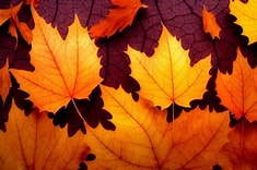 Immagine che raffigura Progetto 